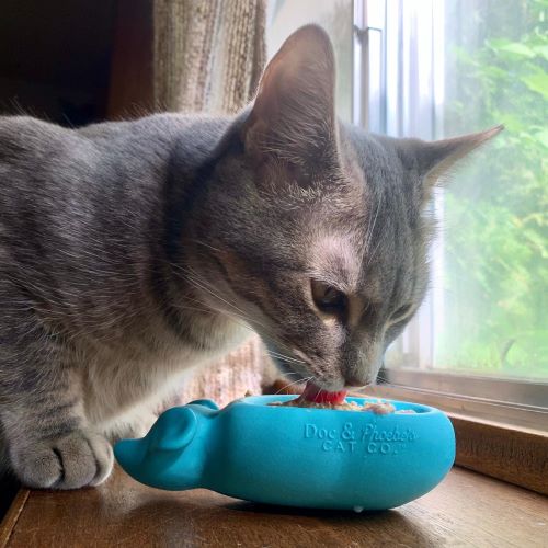 Doc & Phoebe's Wet Feeder