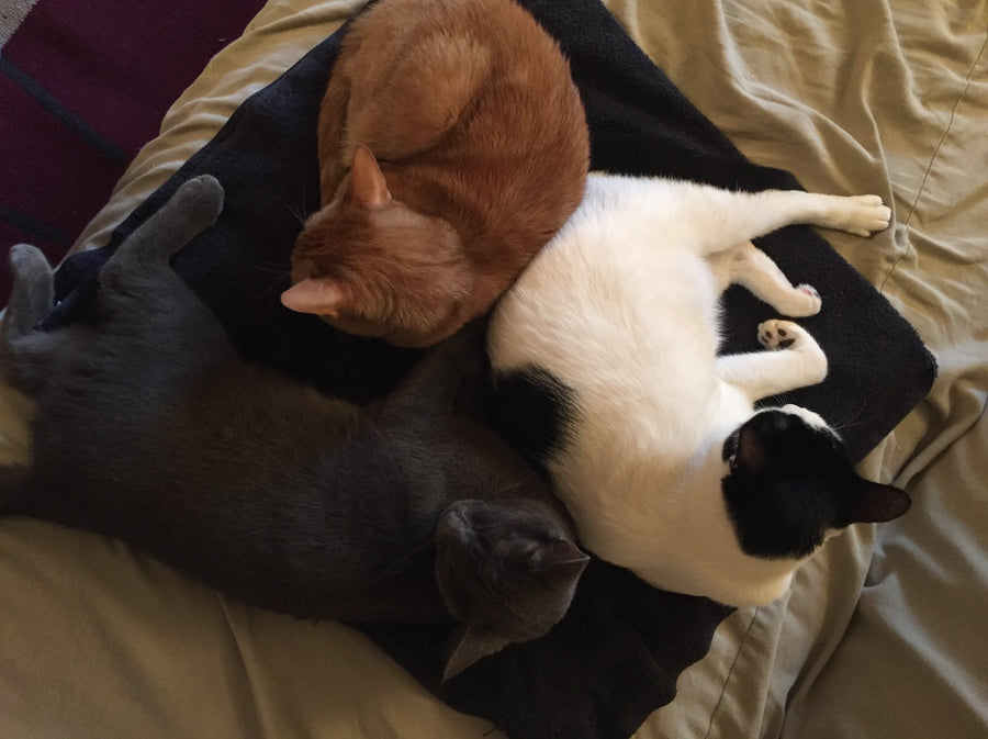 Bingo & Pumpkin gallery photo