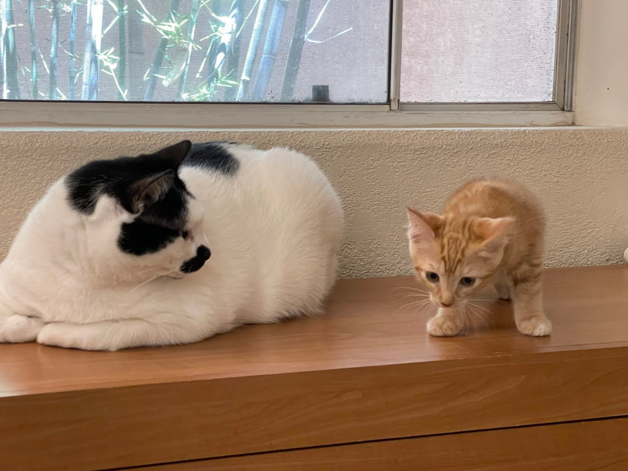 Bingo & Pumpkin gallery photo
