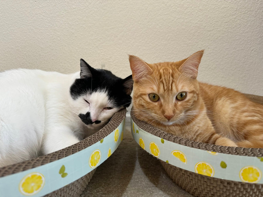 Bingo & Pumpkin gallery photo