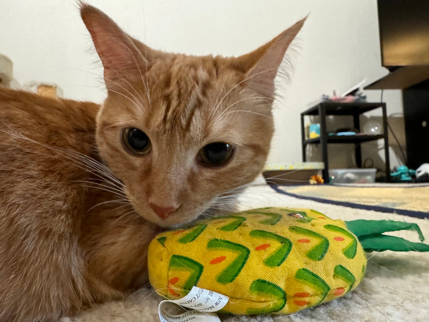 For Your Lovely Cats