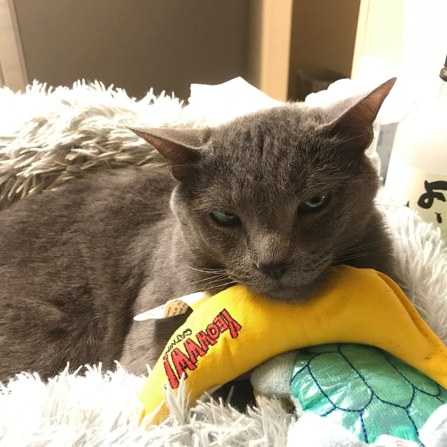Bingo & Pumpkin gallery photo