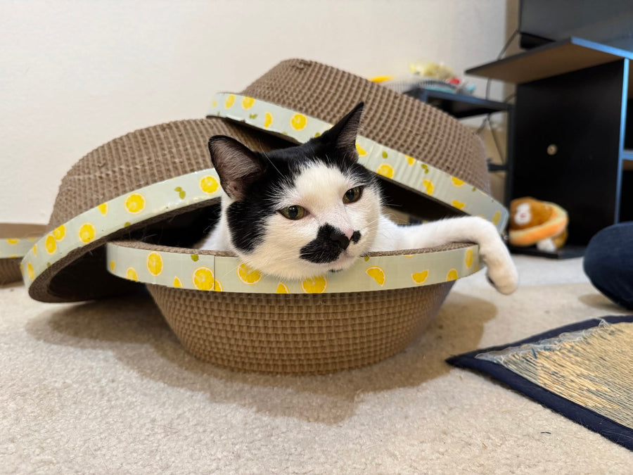 Bingo & Pumpkin gallery photo