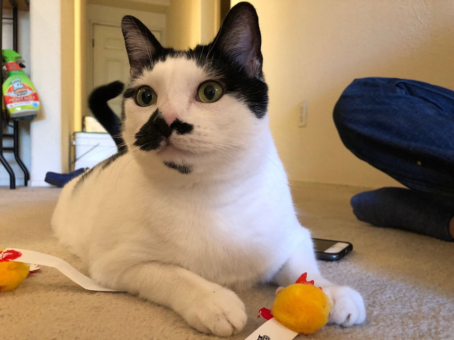 Bingo & Pumpkin gallery photo