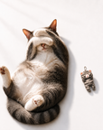 A gray tabby cat plush charm lies next to a gray tabby cat lying on its back with its paws covering its eyes, bathed in soft daylight.